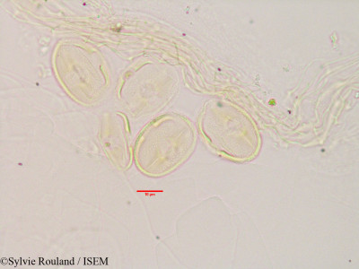 Ononis spinosa - lame n° 3396
