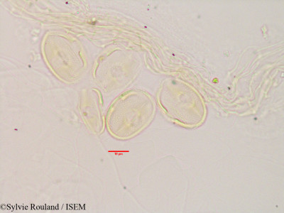 Ononis spinosa - lame n° 3396