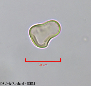 Sylvie.Rouland/Onosma_frutescens_47304/Onosma_frutescens_47304_0001(copy)_thumb.jpg
