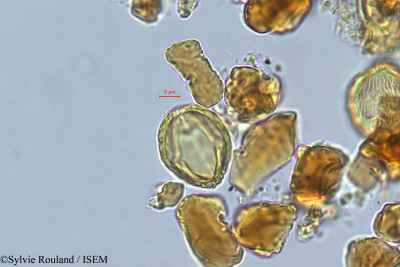 Sylvie.Rouland/Operculicarya_gummifera_509/Operculicarya_gummifera_509_0001(copy)_thumb.jpg