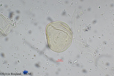 Sylvie.Rouland/Ophiopogon_intermedius_5277/Ophiopogon_intermedius_5277_0001(copy)_thumb.jpg