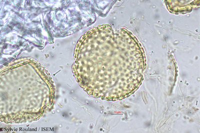 Sylvie.Rouland/Ophiorrhiza_brunonis_5295/Ophiorrhiza_brunonis_5295_0001(copy)_thumb.jpg