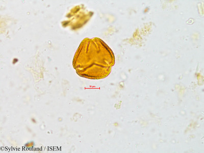 Sylvie.Rouland/Ophiorrhiza_mungos_4922/Ophiorrhiza_mungos_4922_0001(copy)_thumb.jpg