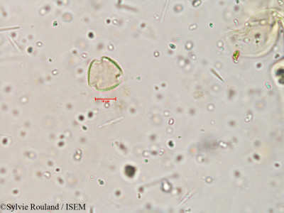 Sylvie.Rouland/Opilia_amentacea_3971/Opilia_amentacea_3971_0001(copy)_thumb.jpg