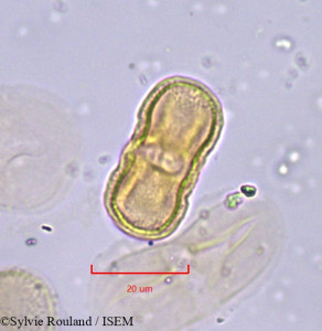 Sylvie.Rouland/Opopanax_bulgaricus_773/Opopanax_bulgaricus_773_0001(copy)_thumb.jpg