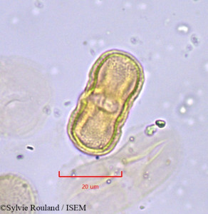 Opopanax bulgaricus - lame n° 773