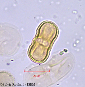 Opopanax bulgaricus - lame n° 773