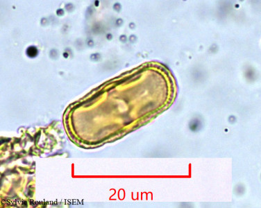 Sylvie.Rouland/Opopanax_chironium_978/Opopanax_chironium_978_0001(copy)_thumb.jpg