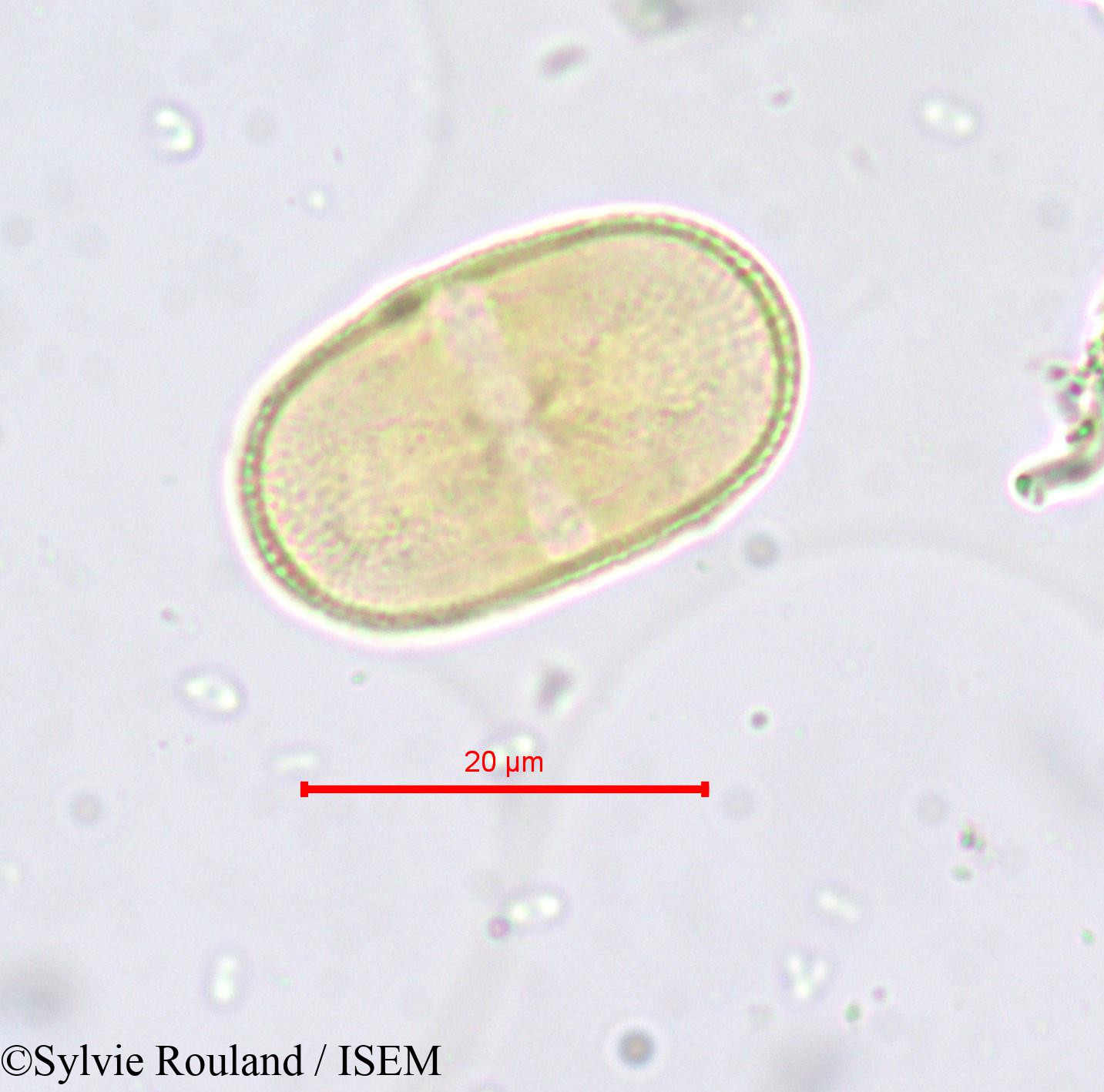 Sylvie.Rouland/Opopanax_hispidus_665/Opopanax_hispidus_665_0001(copy).jpg