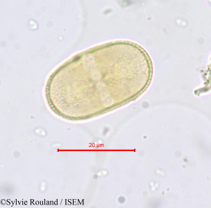 Sylvie.Rouland/Opopanax_hispidus_665/Opopanax_hispidus_665_0001(copy)_thumb.jpg
