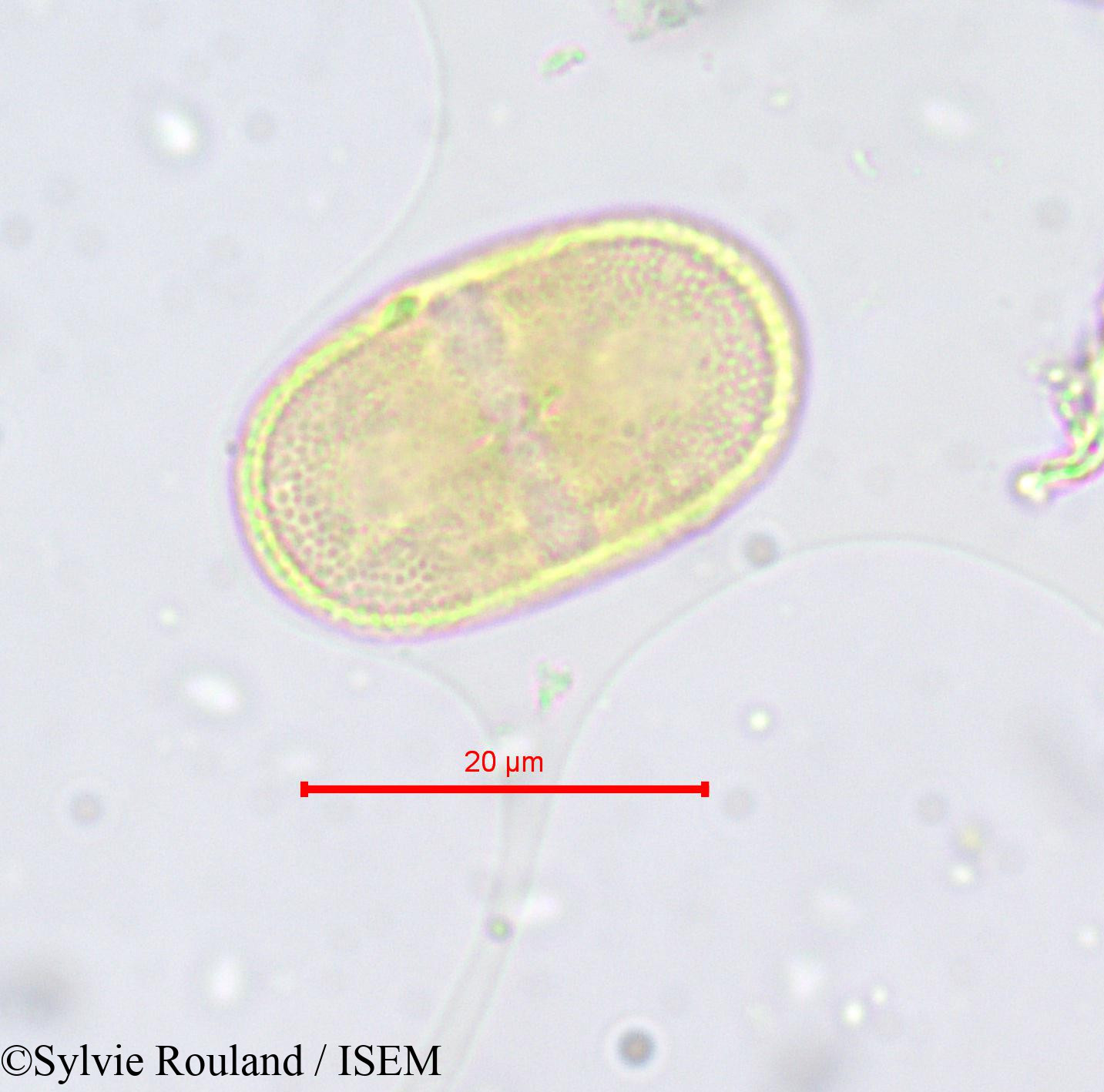 Sylvie.Rouland/Opopanax_hispidus_665/Opopanax_hispidus_665_0002(copy).jpg
