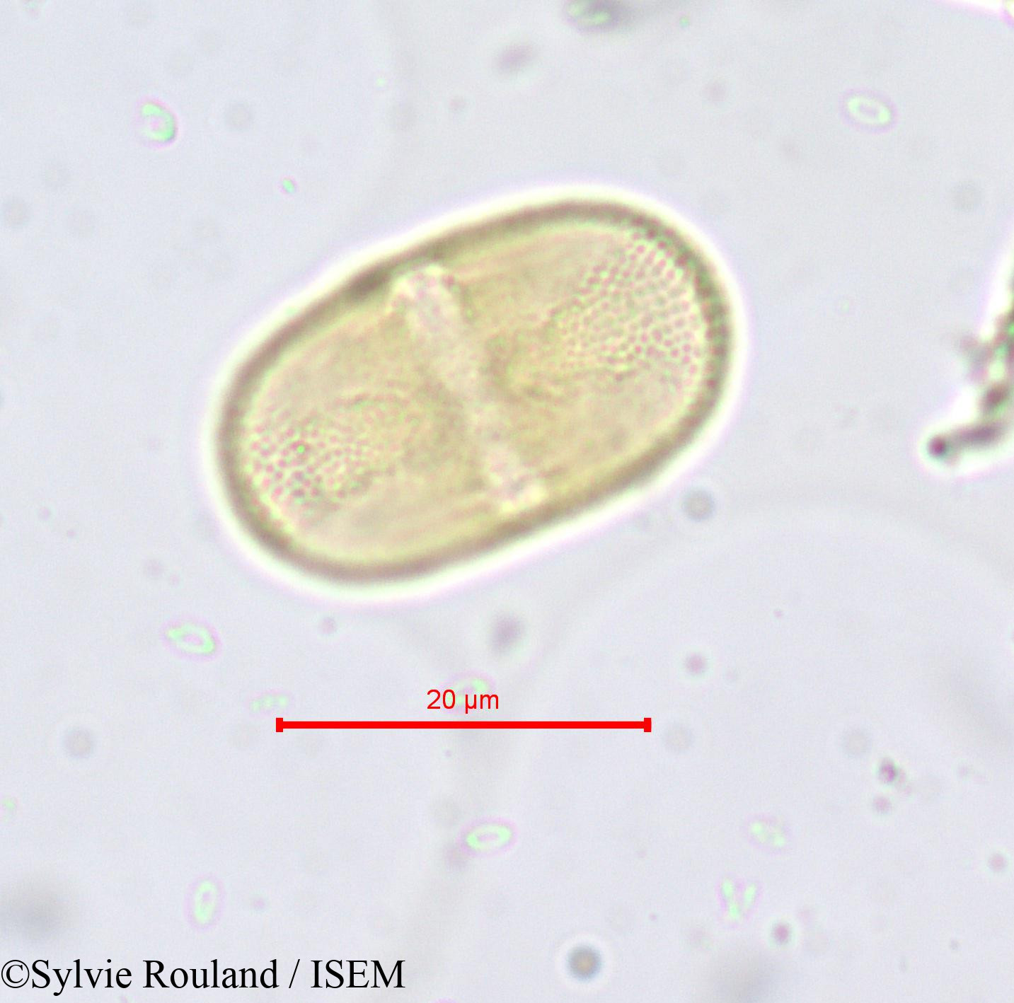 Sylvie.Rouland/Opopanax_hispidus_665/Opopanax_hispidus_665_0003(copy).jpg
