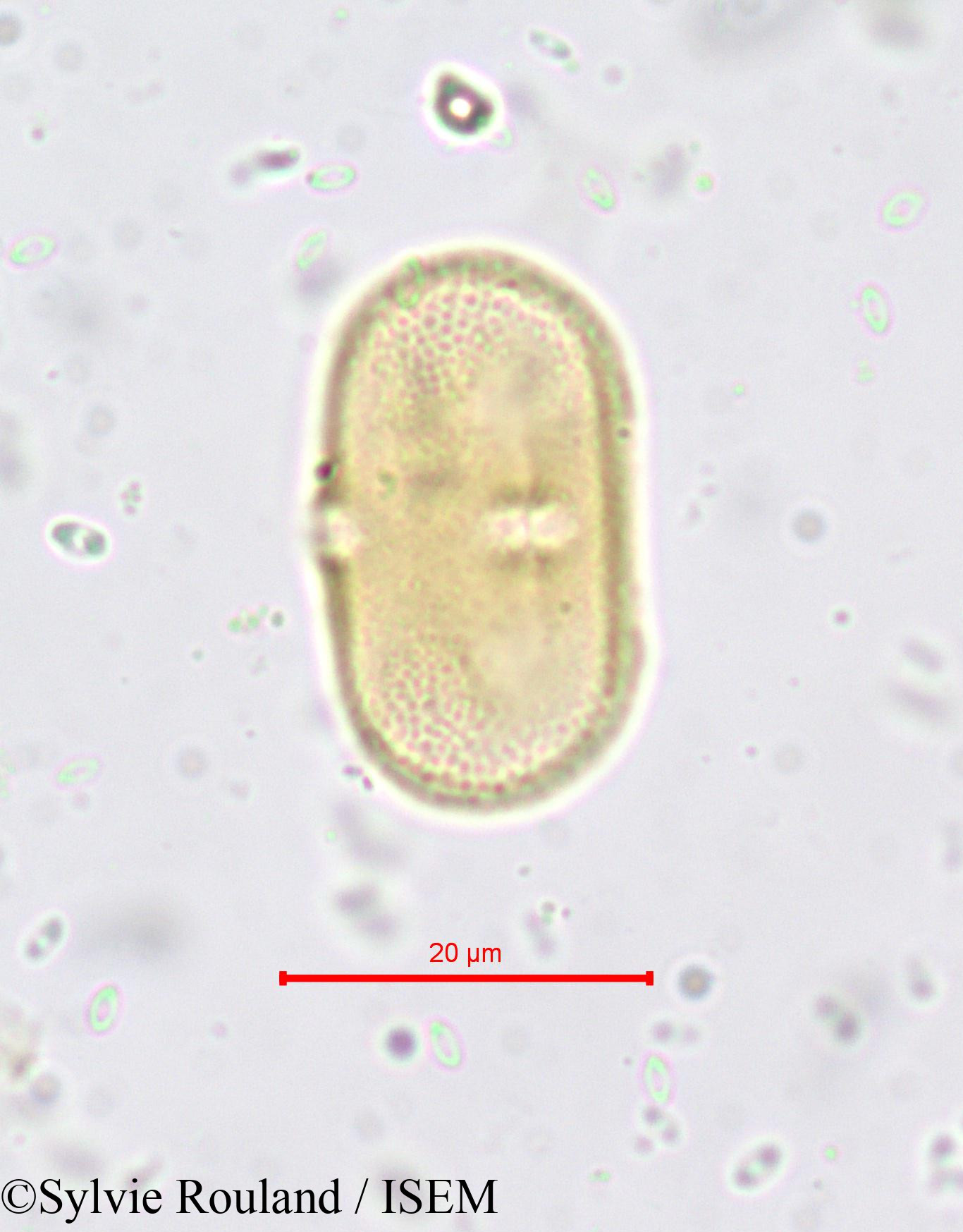 Sylvie.Rouland/Opopanax_hispidus_665/Opopanax_hispidus_665_0004(copy).jpg