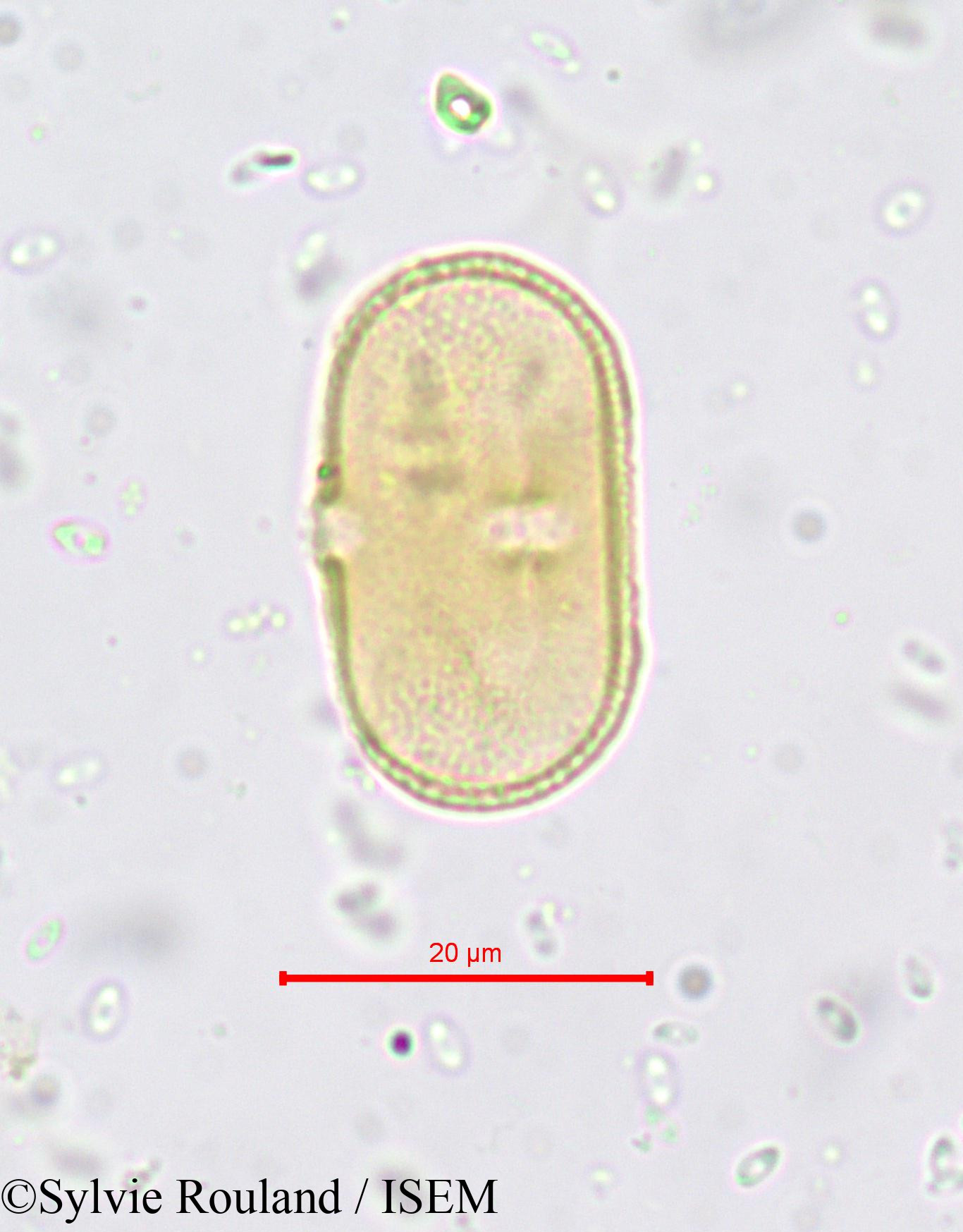 Sylvie.Rouland/Opopanax_hispidus_665/Opopanax_hispidus_665_0005(copy).jpg