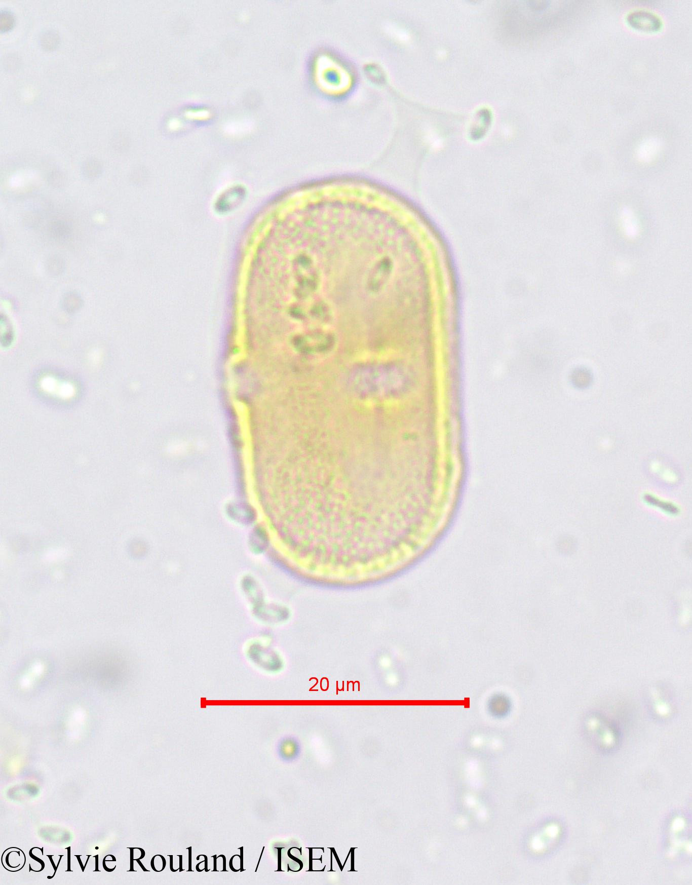 Sylvie.Rouland/Opopanax_hispidus_665/Opopanax_hispidus_665_0006(copy).jpg