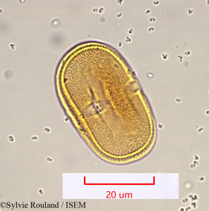 Sylvie.Rouland/Orlaya_grandiflora_939/Orlaya_grandiflora_939_0001(copy)_thumb.jpg