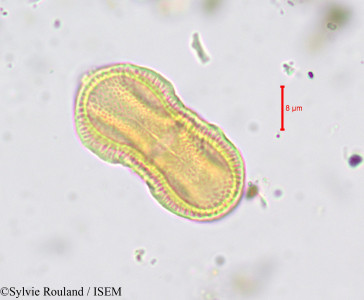 Sylvie.Rouland/Orlaya_maritima_647/Orlaya_maritima_647_0001(copy)_thumb.jpg