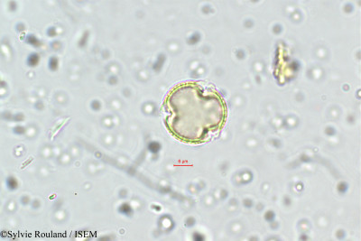 Sylvie.Rouland/Ormocarpum_sennoides_5732/Ormocarpum_sennoides_5732_0001(copy)_thumb.jpg