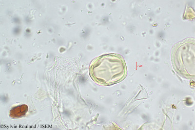 Sylvie.Rouland/Ormosia_travancorica_5559/Ormosia_travancorica_5559_0001(copy)_thumb.jpg