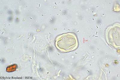 Ormosia travancorica - lame n° 5559