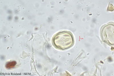 Ormosia travancorica - lame n° 5559