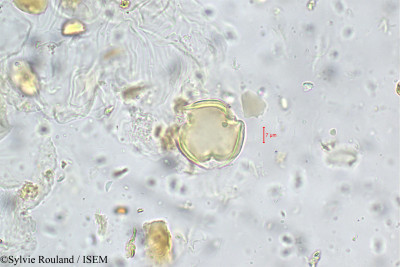Ormosia travancorica - lame n° 5559