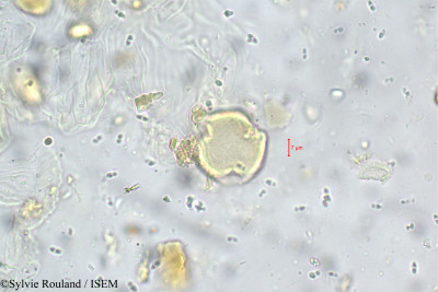 Ormosia travancorica - lame n° 5559