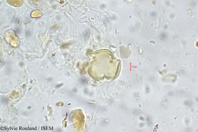 Ormosia travancorica - lame n° 5559