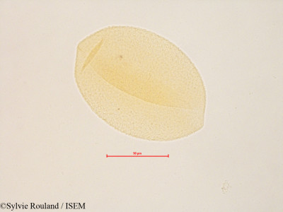 Sylvie.Rouland/Ornithogalum_caudatum_4851/Ornithogalum_caudatum_4851_0001(copy)_thumb.jpg