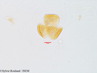 Sylvie.Rouland/Orthosiphon_rubicundus_3926/Orthosiphon_rubicundus_3926_0001(copy)_thumb.jpg