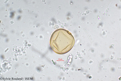 Sylvie.Rouland/Oryza_malampuzhaensis_5353/Oryza_malampuzhaensis_5353_0001(copy)_thumb.jpg