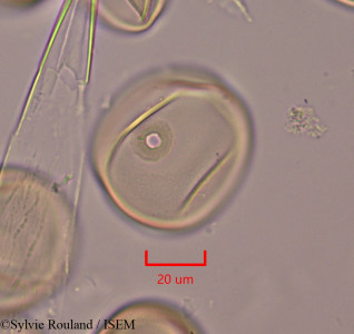 Oryza sativa - lame n° 1934