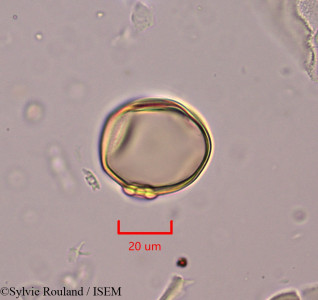 Oryza sativa - lame n° 1934