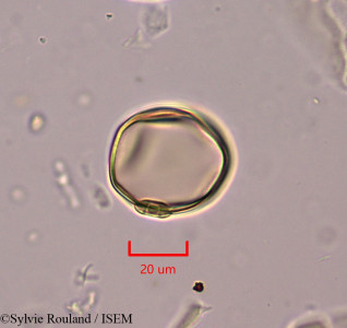 Oryza sativa - lame n° 1934