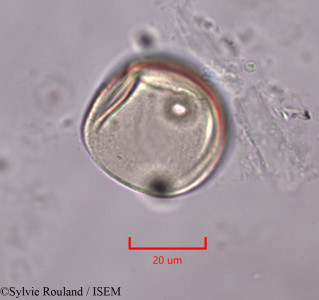Oryza sativa - lame n° 1992