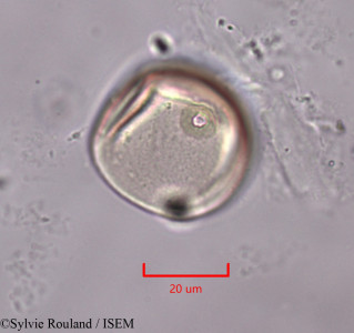Oryza sativa - lame n° 1992