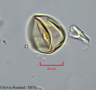 Oryza sativa - lame n° 1992