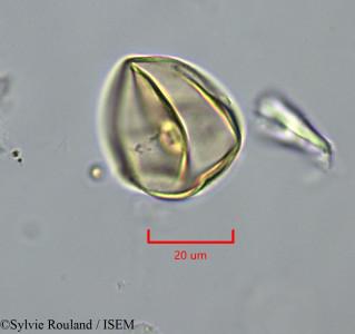 Oryza sativa - lame n° 1992