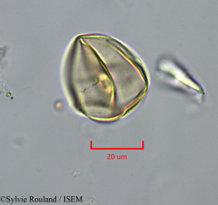 Oryza sativa - lame n° 1992