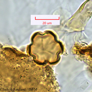 Sylvie.Rouland/Osbeckia_chrysophylla_1403/Osbeckia_chrysophylla_1403_0001(copy)_thumb.jpg