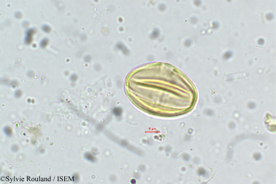 Sylvie.Rouland/Osbeckia_cupularis_5274/Osbeckia_cupularis_5274_0001(copy)_thumb.jpg