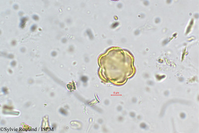 Sylvie.Rouland/Osbeckia_lawsonii_5471/Osbeckia_lawsonii_5471_0001(copy)_thumb.jpg