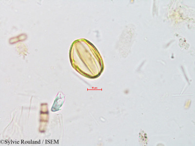Sylvie.Rouland/Osbeckia_leschenaultiana_4910/Osbeckia_leschenaultiana_4910_0001(copy)_thumb.jpg