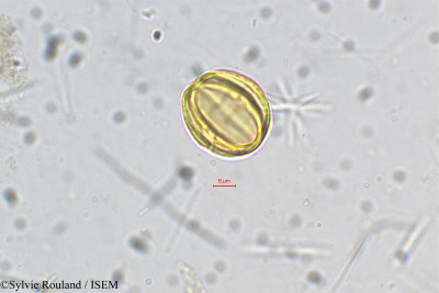 Sylvie.Rouland/Osbeckia_octandra_5465/Osbeckia_octandra_5465_0001(copy)_thumb.jpg