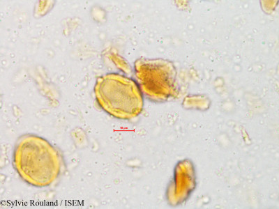 Sylvie.Rouland/Osyris_arborea_4812/Osyris_arborea_4812_0001(copy)_thumb.jpg