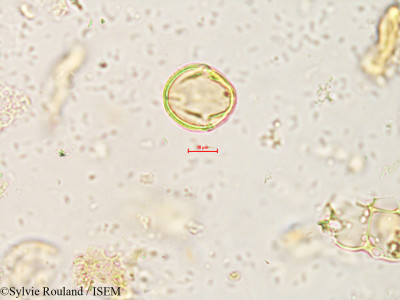 Sylvie.Rouland/Osyris_sp._4260/Osyris_sp._4260_0001(copy)_thumb.jpg