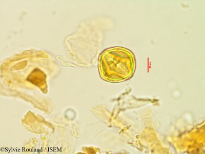 Sylvie.Rouland/Otiophora_scabra_2885/Otiophora_scabra_2885_0001(copy)_thumb.jpg