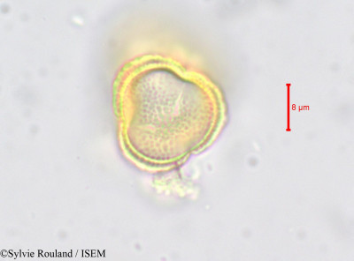 Sylvie.Rouland/Ottoa_oenanthoides_652/Ottoa_oenanthoides_652_0001(copy)_thumb.jpg