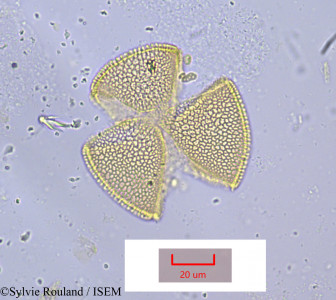 Sylvie.Rouland/Oxalis_pes-caprae_1198/Oxalis_pes-caprae_1198_0001(copy)_thumb.jpg