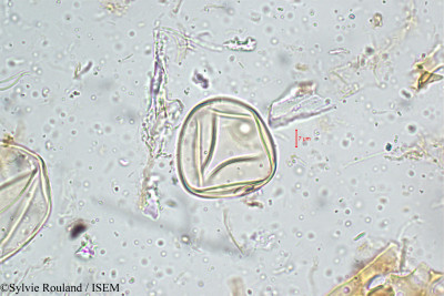 Oxytenanthera monadelpha - lame n° 5110